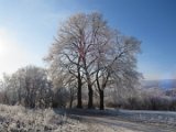 Drei-Linden-im-Winter_w22 (1)